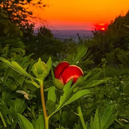 Xelibri アパート